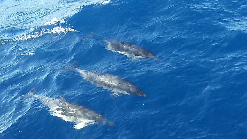 Delfini durante tour in barca riserva dello Zingaro